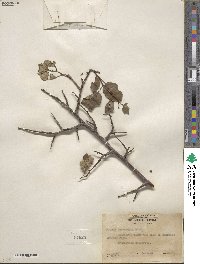 Prunus subcordata image