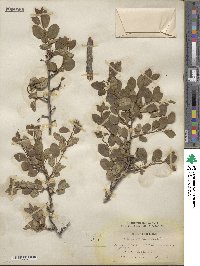 Prunus subcordata image