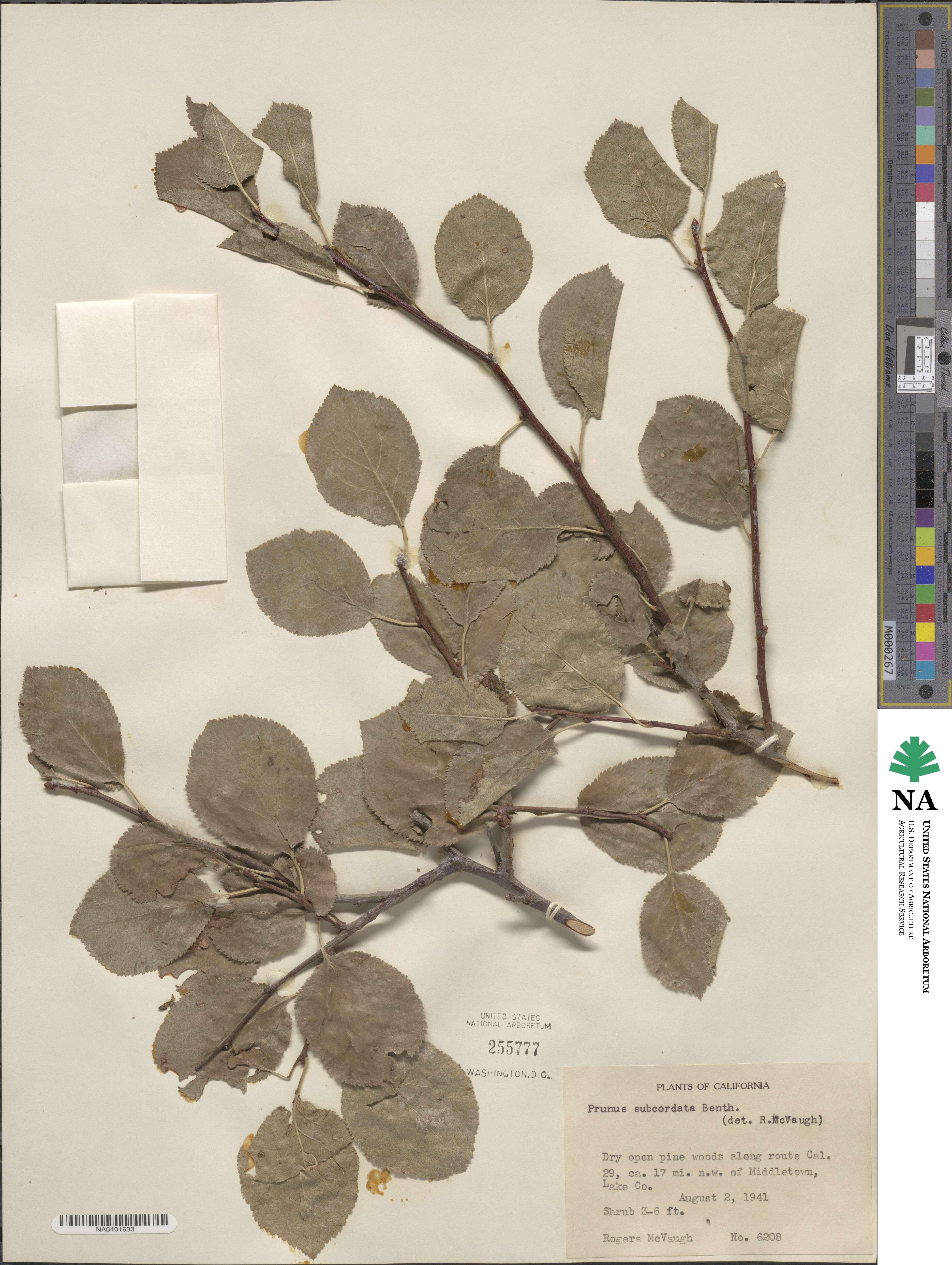 Prunus subcordata image