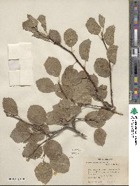 Prunus subcordata image