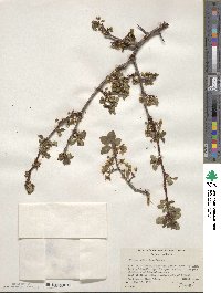 Prunus subcordata image