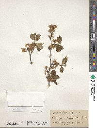 Prunus subcordata image