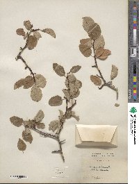 Prunus subcordata image