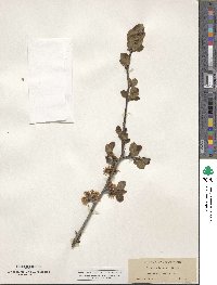 Prunus subcordata image