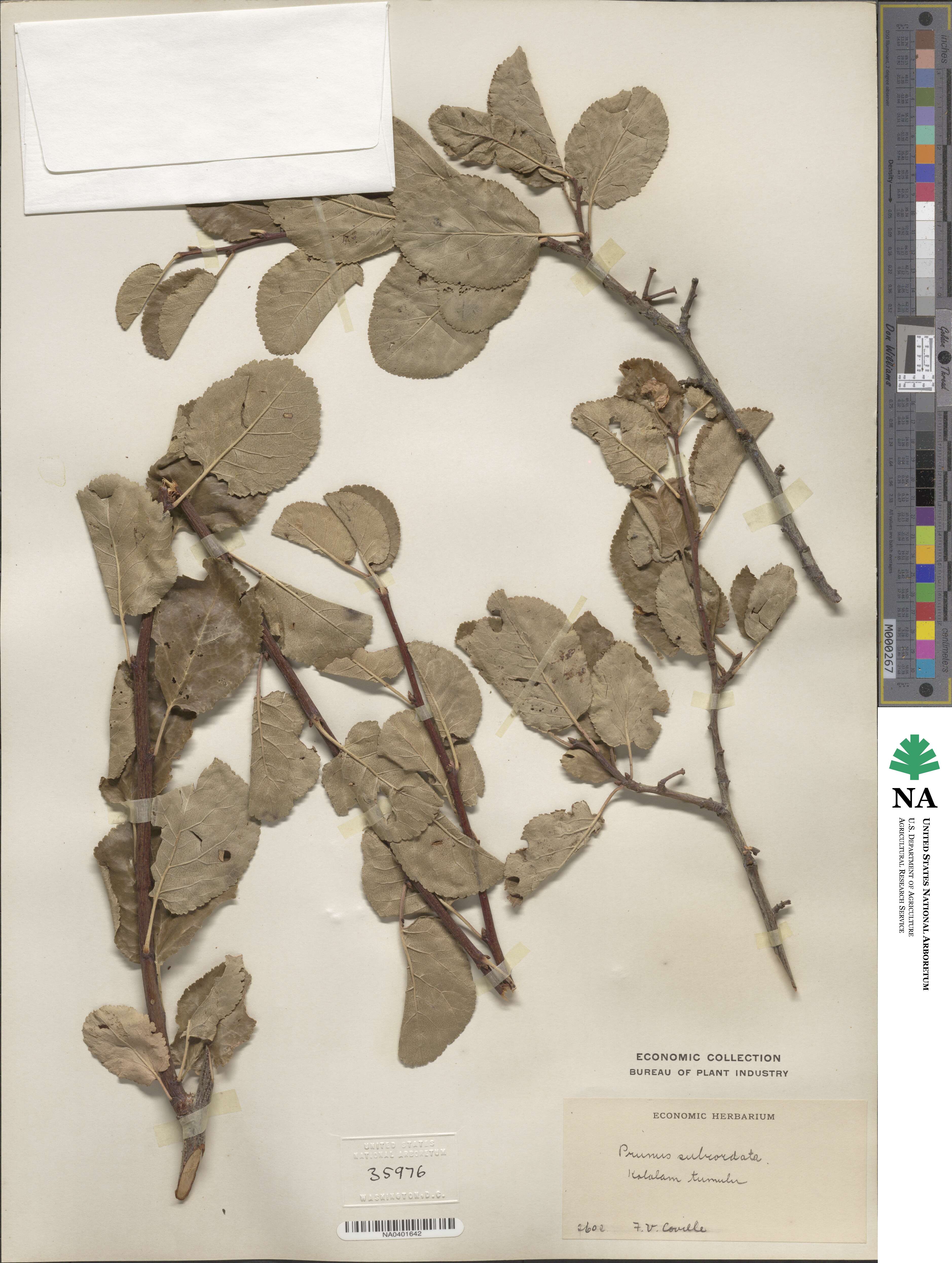 Prunus subcordata image