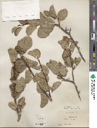 Prunus subcordata image