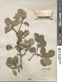 Prunus subcordata image