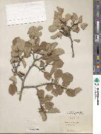 Prunus subcordata image