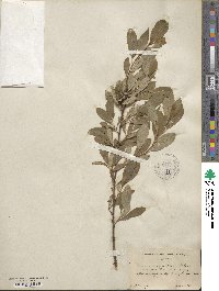 Prunus susquehanae image