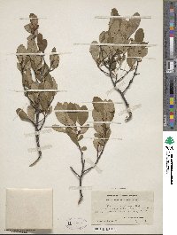 Prunus susquehanae image