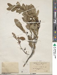 Prunus susquehanae image