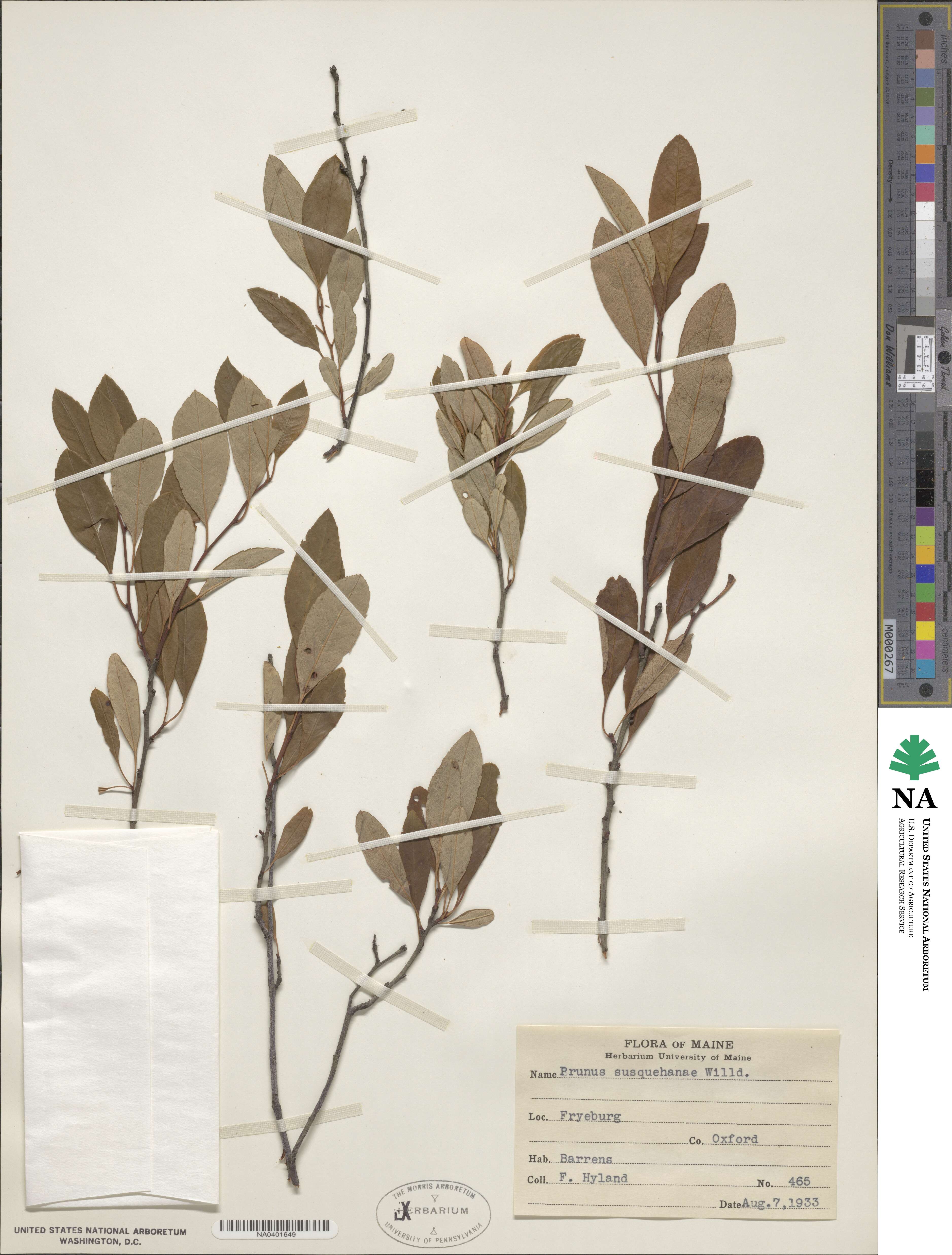 Prunus susquehanae image