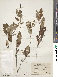 Prunus susquehanae image