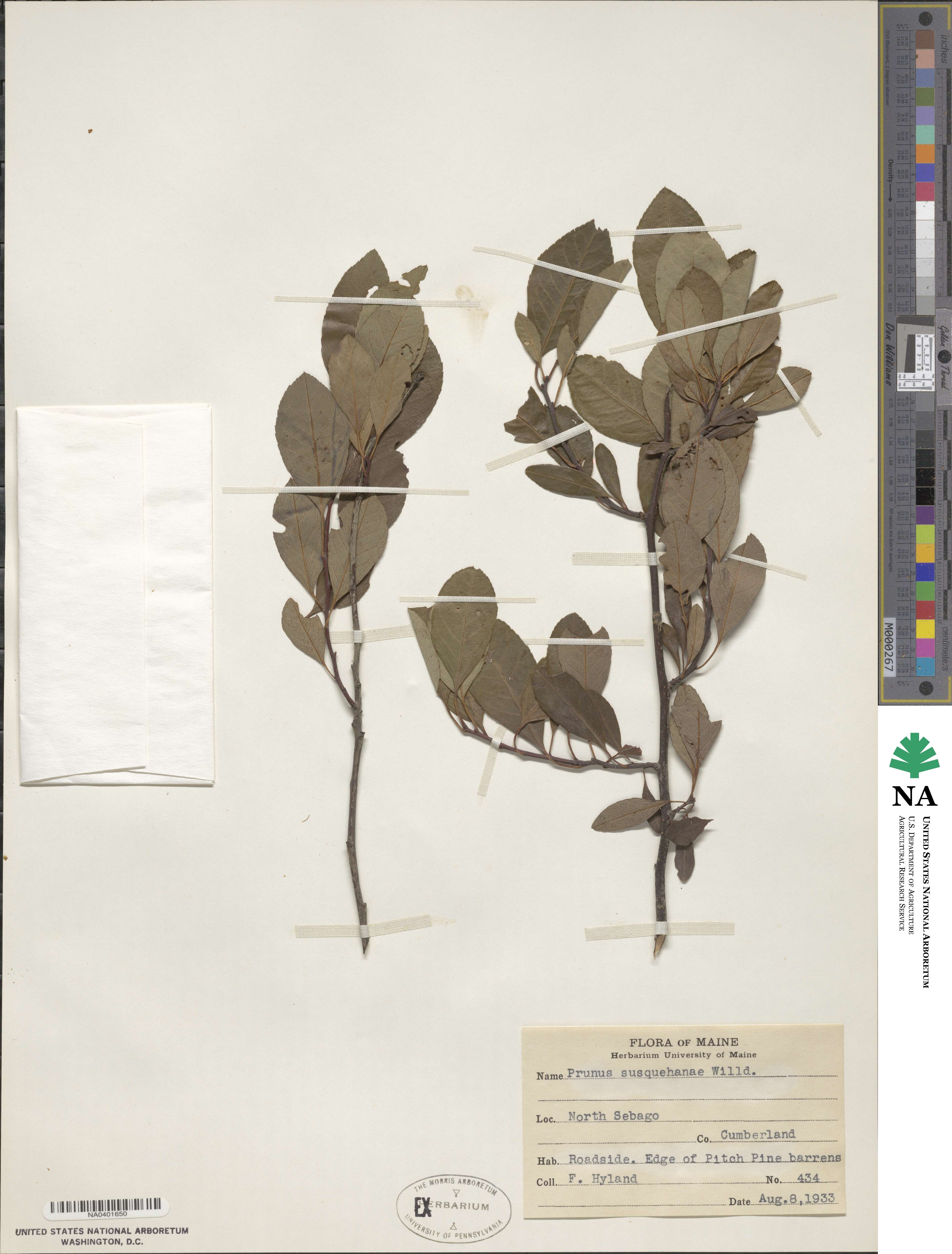 Prunus susquehanae image