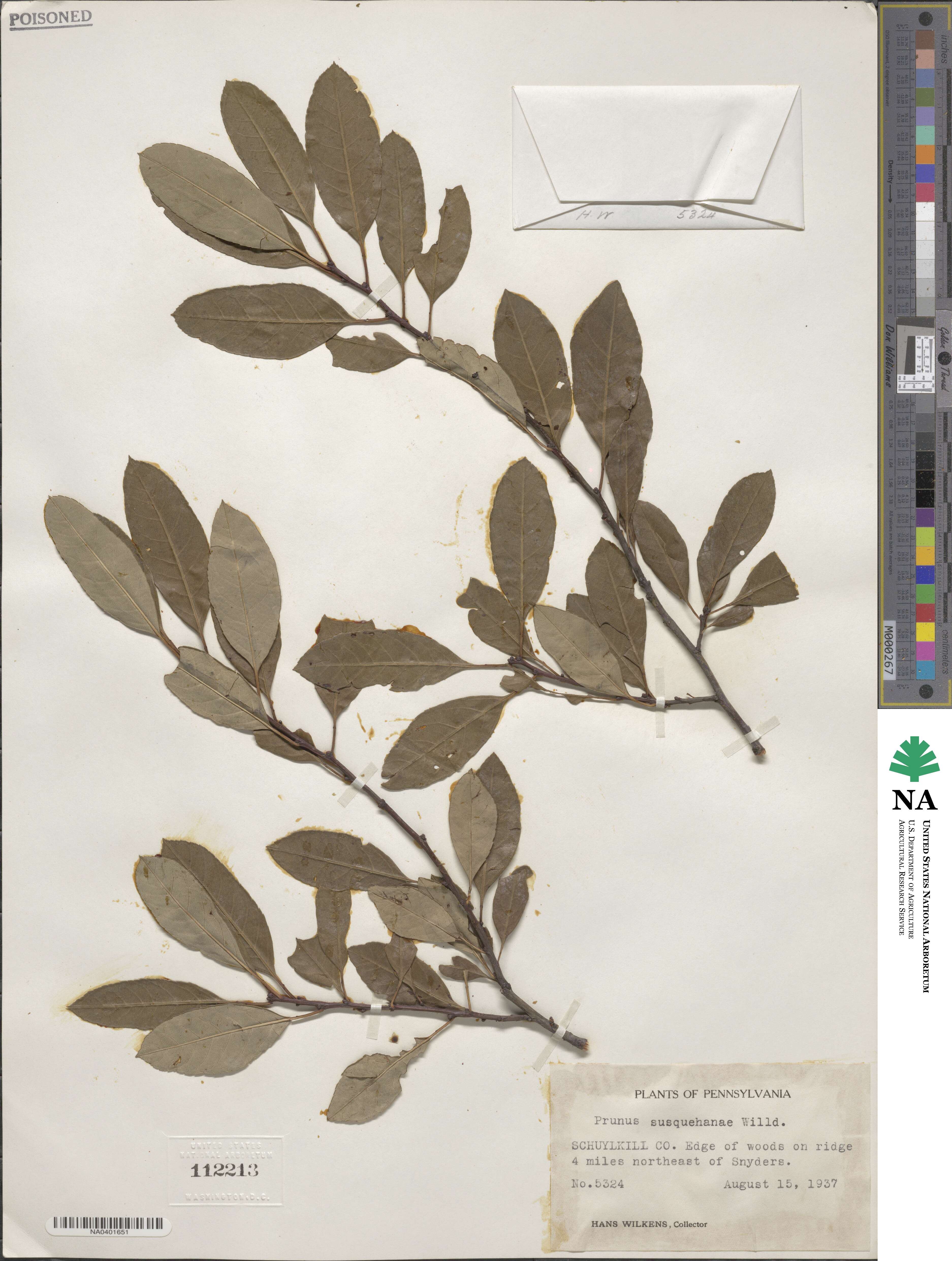 Prunus susquehanae image