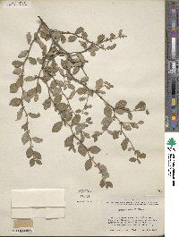 Prunus texana image