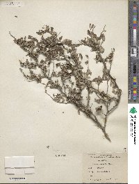 Prunus texana image