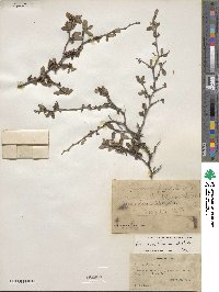 Prunus texana image