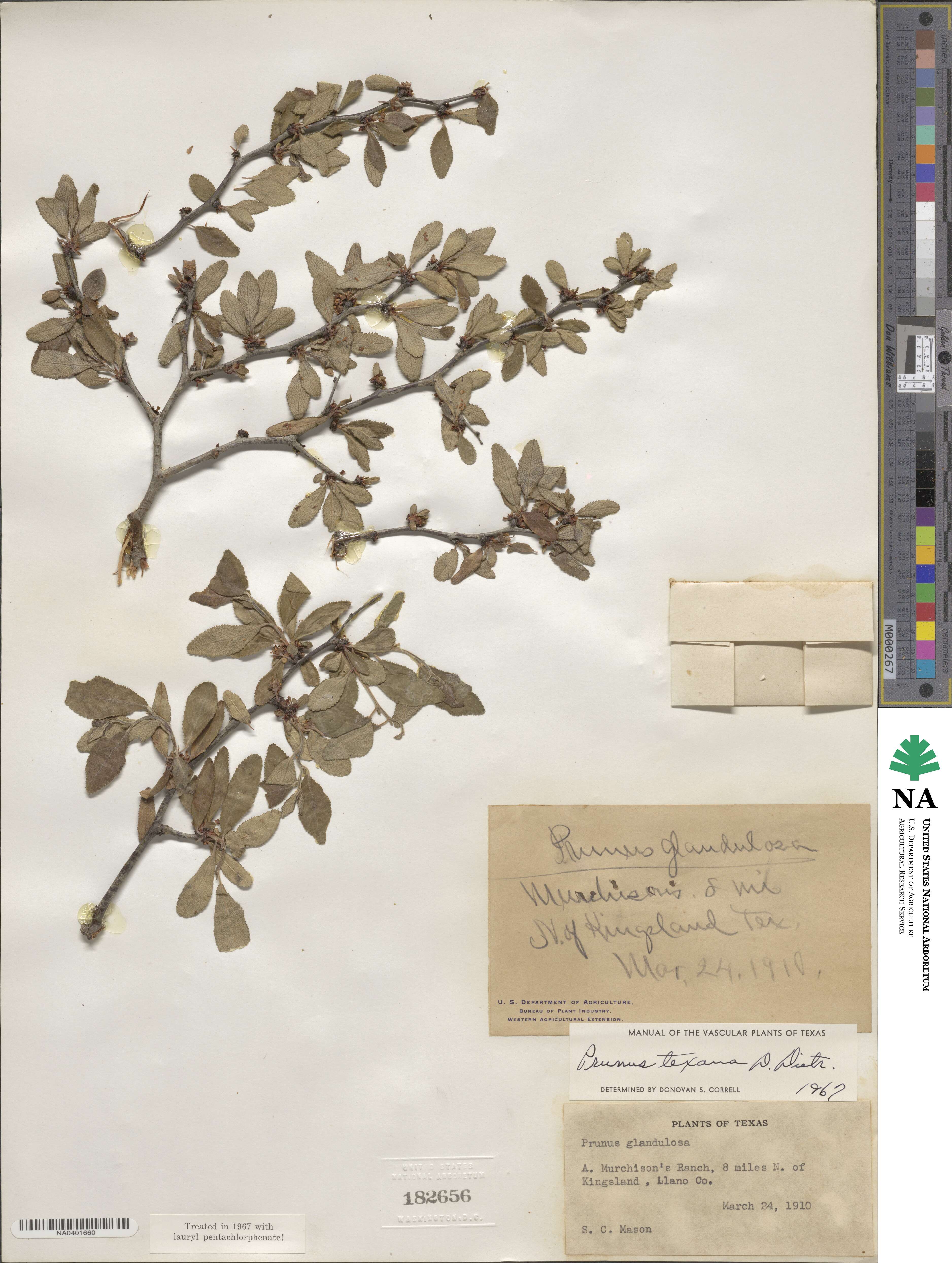 Prunus texana image