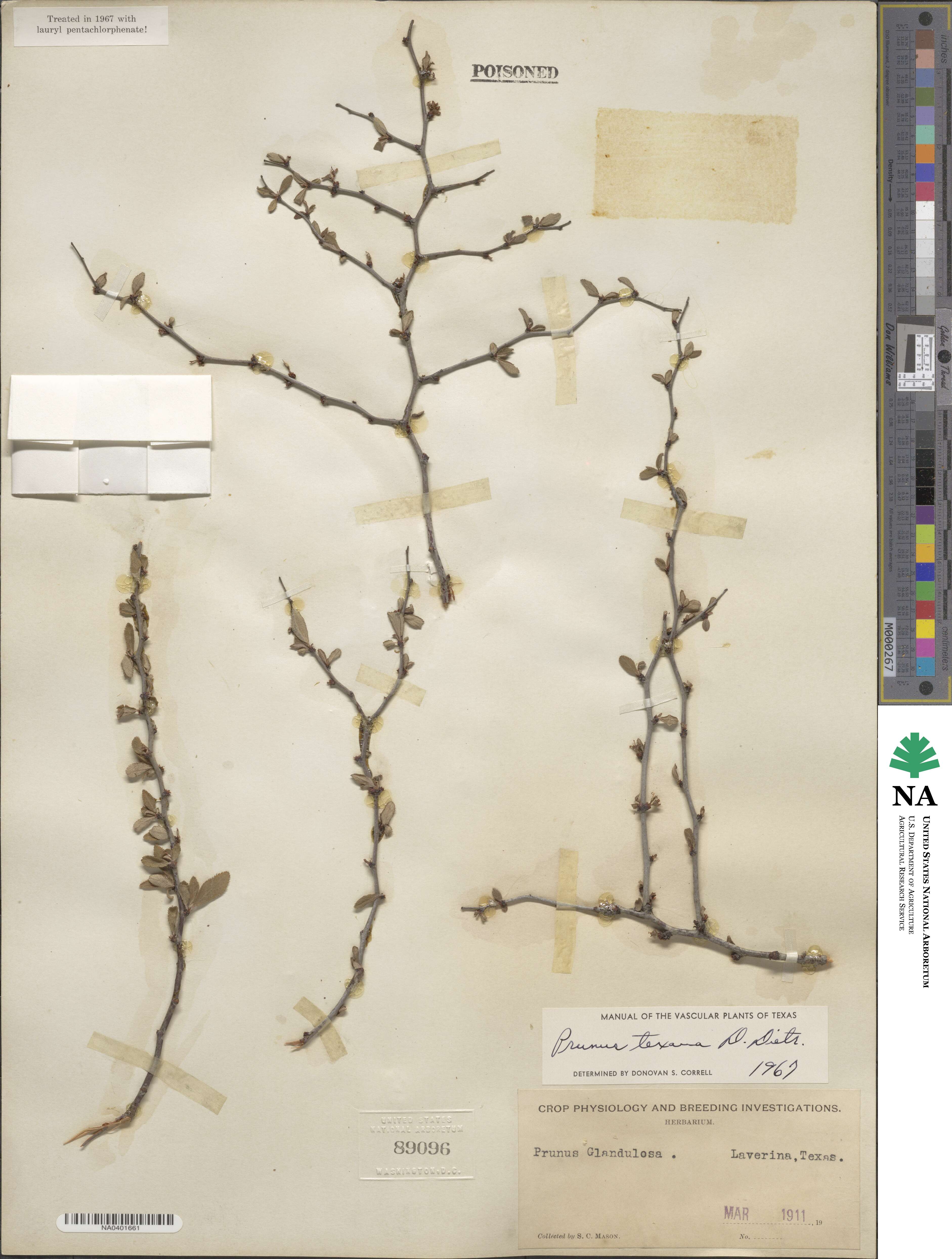 Prunus texana image