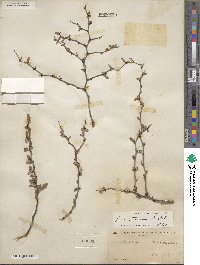 Prunus texana image