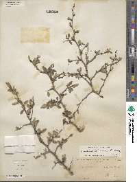 Prunus texana image