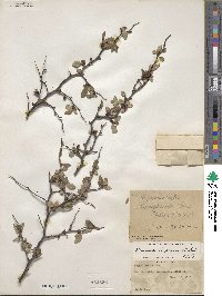 Prunus texana image