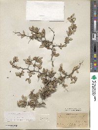 Prunus texana image