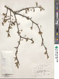 Prunus umbellata image