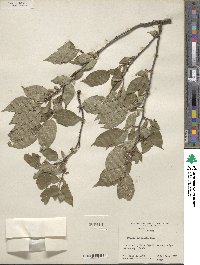 Prunus umbellata image