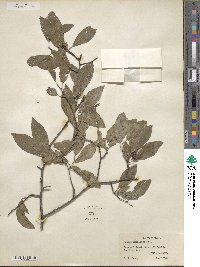 Prunus umbellata image