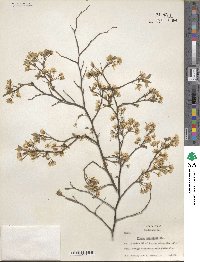 Prunus umbellata image