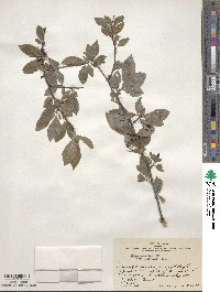 Prunus umbellata image