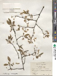 Prunus umbellata image