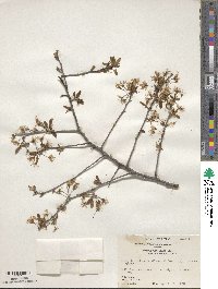 Prunus umbellata image