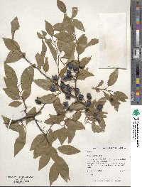 Prunus umbellata image