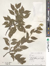 Prunus umbellata image