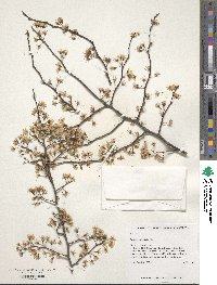 Prunus umbellata image