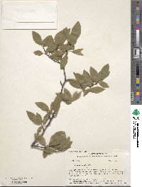 Prunus umbellata image