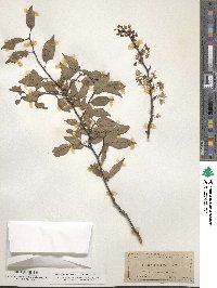 Prunus umbellata image