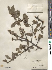 Prunus umbellata image