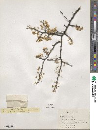 Prunus umbellata image