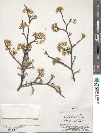 Prunus umbellata image