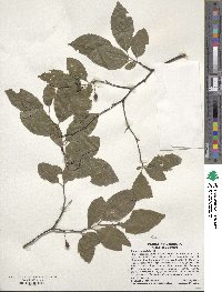 Prunus umbellata image