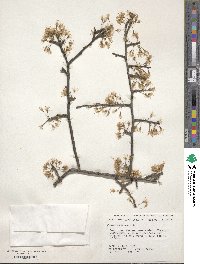 Prunus umbellata image