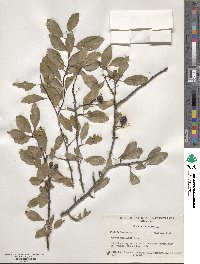 Prunus umbellata image