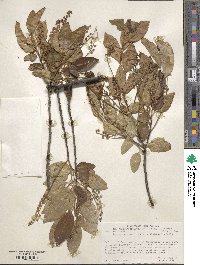 Prunus serotina var. virens image