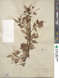 Prunus serotina var. virens image