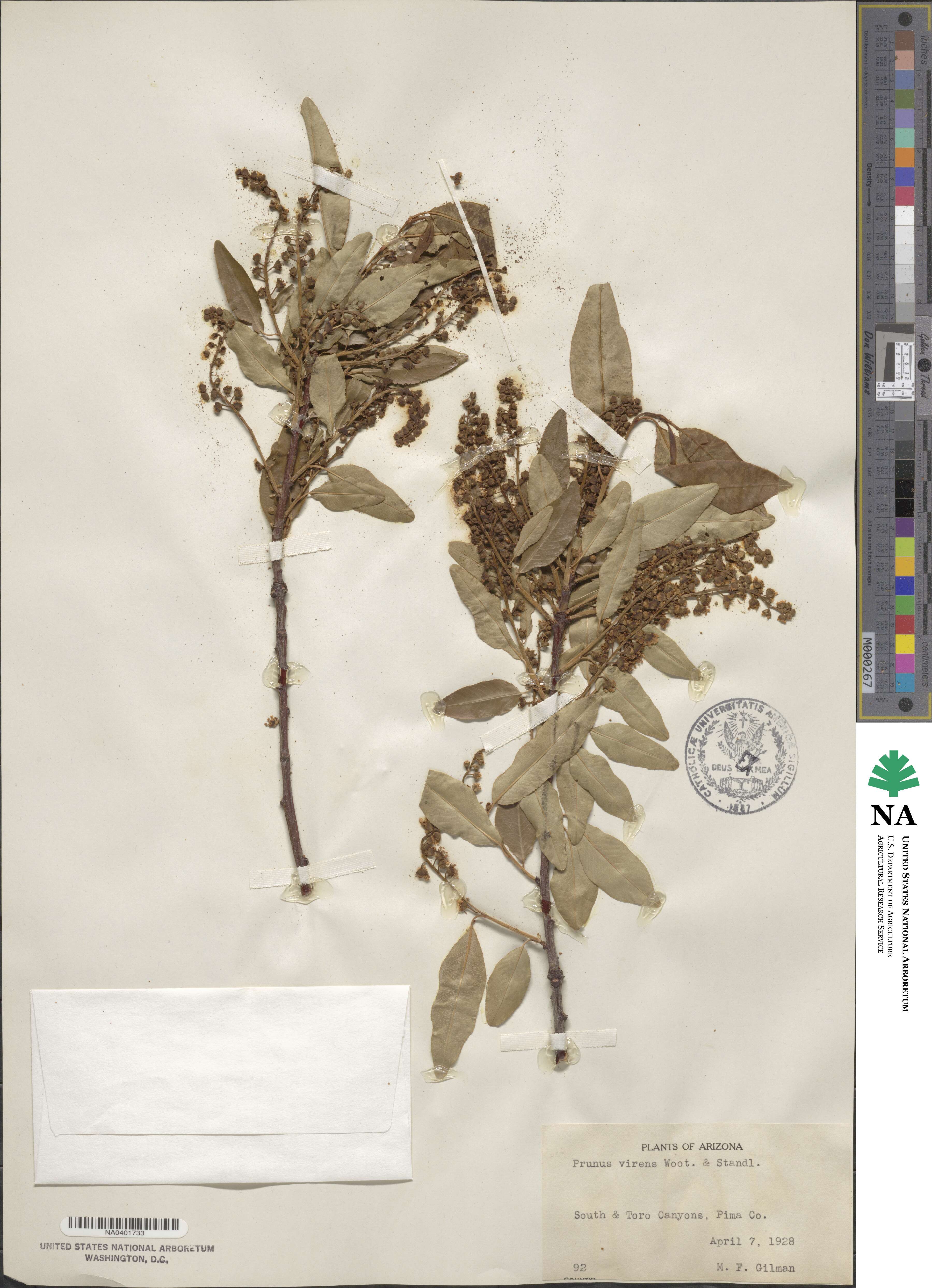 Prunus serotina var. virens image