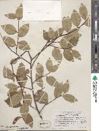 Prunus serotina var. virens image